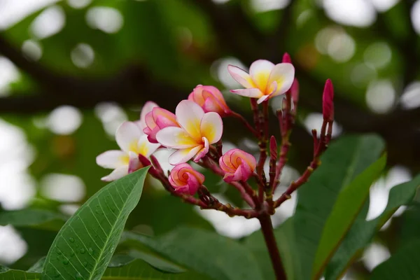 开花的花朵在繁殖季节有一个绿色的叶子背景 白色和黄色的鸡蛋 七彩花朵 — 图库照片