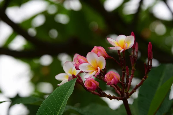 五颜六色的花朵 一组花 黄白色和粉红色的花朵组 粉红色 白色和黄色的花叶在背景 鸡蛋花开花 — 图库照片