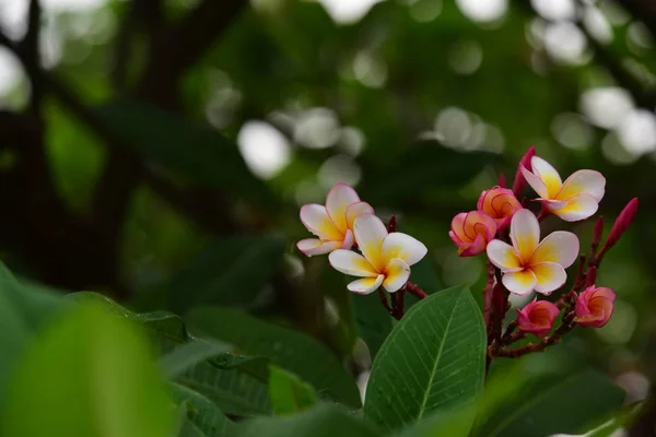 Flores Estão Florescendo Época Reprodução Tem Fundo Folhagem Verde Branco — Fotografia de Stock