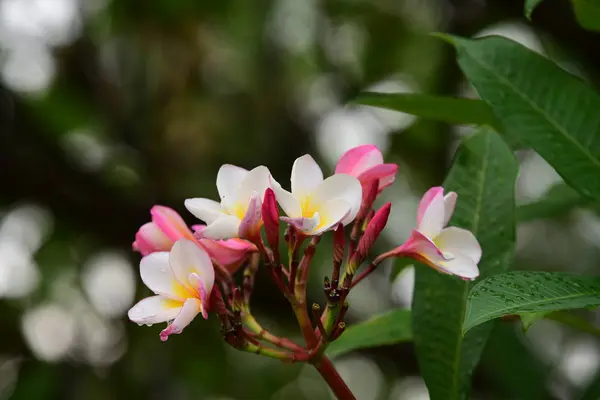 Färgglada Blommor Trädgården Plumeria Blomma Blommande Vackra Blommor Den Trädgård — Stockfoto