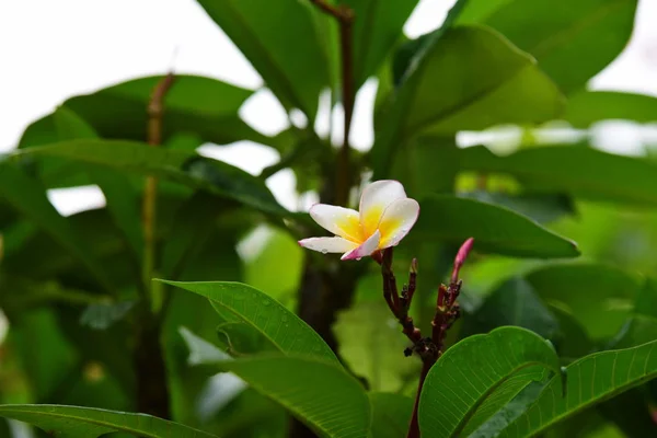 Bunte Blumen Garden Plumeria Flower Blooming Beautiful Flowers Garten Blüht — Stockfoto