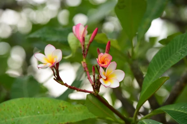 Flores Coloridas Jardim Plumeria Flor Florescer Lindas Flores Jardim Florescendo — Fotografia de Stock