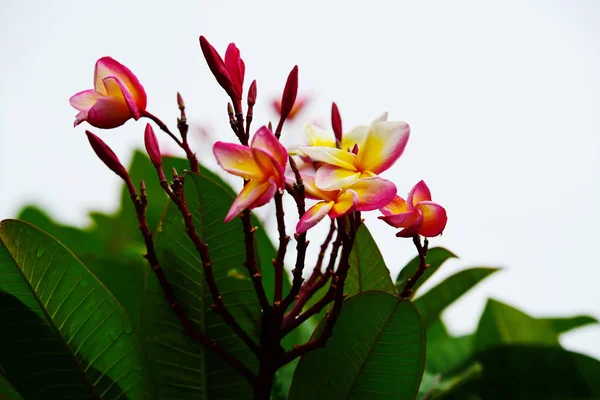 Colorful Flowers Group Flower Group Pink Flowers Frangipani Plumeria Pink — стоковое фото