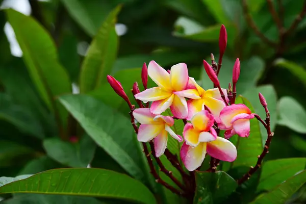 Barevné Květiny Zahradě Plumeria Kvetení Krásné Květiny Zahradě Blooming Létě — Stock fotografie