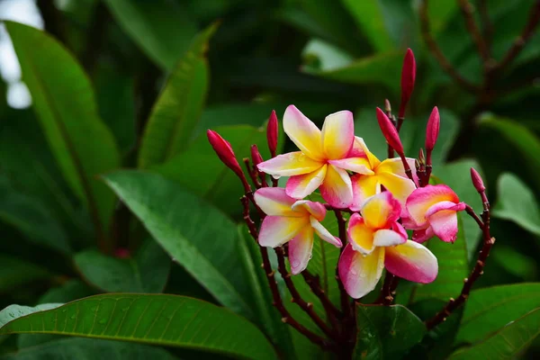 Colorful Flowers Group Flower Group Pink Flowers Frangipani Plumeria Pink — Stock Photo, Image