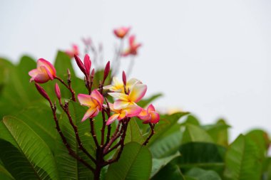 Renkli çiçek. Grup flower.group (Frangipani, Plumeria) sarı beyaz ve pembe çiçek pembe, beyaz ve sarı arka planda yaprakları ile frangipani çiçekler. Plumeria çiçek çiçeklenme .