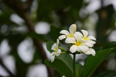 Çiçek çiçek açan ıslah sezon bir yeşil yeşillik arka plana sahiptir. Pembe ve sarı Plumeria. Renkli çiçekler.