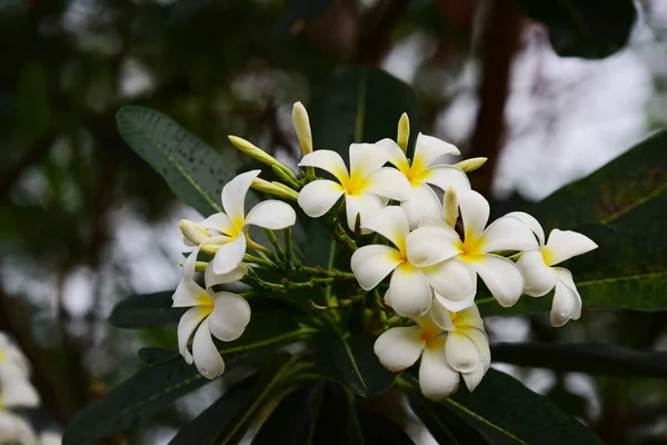 Bloemen Bloeien Het Broedseizoen Heeft Een Groene Blad Achtergrond Witte — Stockfoto