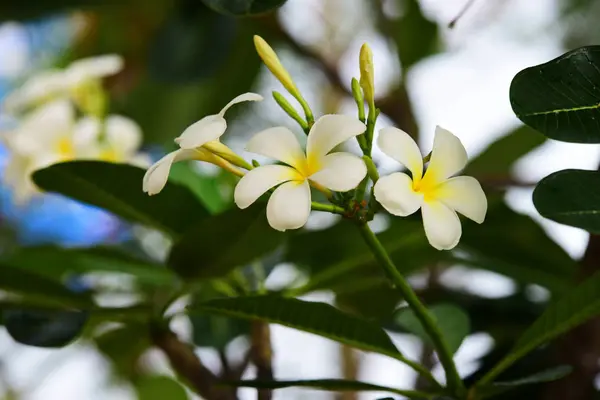 Kolorowe Kwiaty Grupa Flower Group Żółte Kwiaty Białe Różowe Frangipani — Zdjęcie stockowe