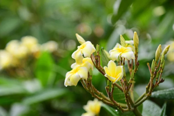 Colorful flowers.Group of flower.group of yellow white and pink flowers (Frangipani, Plumeria) Pink,White and yellow frangipani flowers with leaves in background.Plumeria flower blooming .