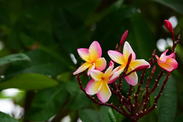 Fleurs Colorées Dans Jardin Fleurs Plumeria Fleurir Belles Fleurs Dans — Photo