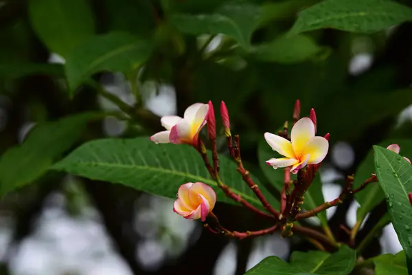 Fleurs Colorées Dans Jardin Fleurs Plumeria Fleurir Belles Fleurs Dans — Photo