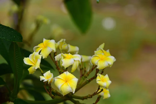 色とりどりの花 フランジパニ プルメリア 黄色白とピンクの花の Flower Group のピンク 黄色背景の葉とプルメリアのお花 プルメリアの花が咲いています — ストック写真