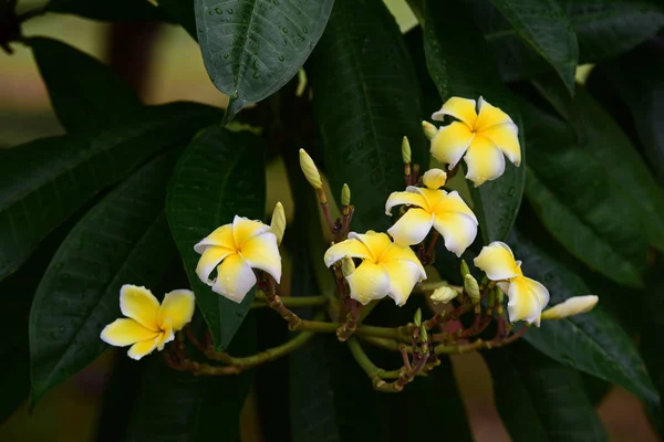 Fleurs Colorées Dans Jardin Fleurs Plumeria Fleurir Belles Fleurs Dans — Photo