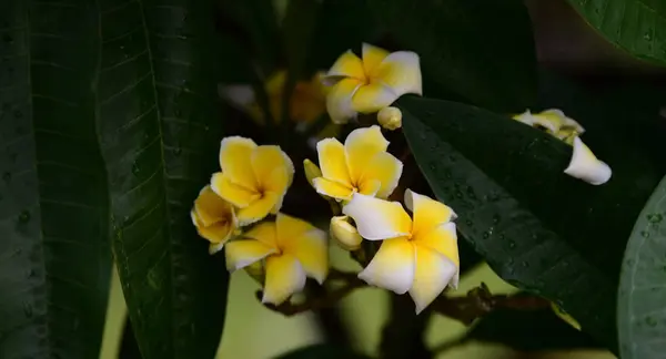 Kleurrijke Bloemen Tuin Plumeria Bloem Bloeien Prachtige Bloemen Tuin Blooming — Stockfoto