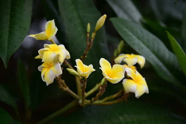 Kleurrijke Bloemen Groep Van Flower Group Van Gele Witte Roze — Stockfoto