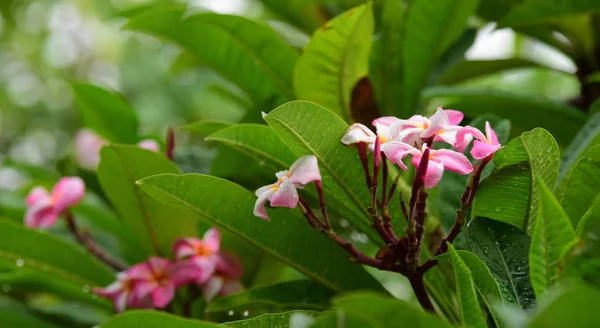 Fiori Sbocciano Nella Stagione Riproduttiva Uno Sfondo Fogliare Verde Plumeria — Foto Stock