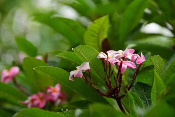 Las Flores Están Floreciendo Temporada Reproducción Tiene Fondo Follaje Verde — Foto de Stock