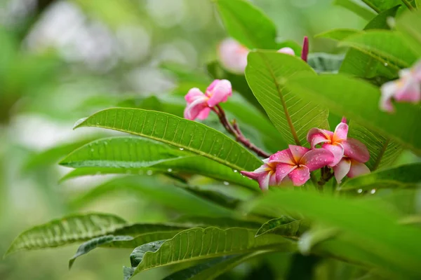 花正在绽放在繁殖季节有一个绿色的叶子背景 粉红色和黄色的普卢梅利亚 五颜六色的花朵 — 图库照片