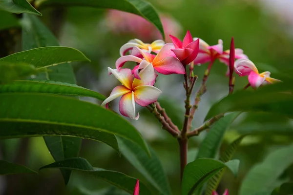 花が咲いて 繁殖シーズンは緑の葉の背景 ピンクと黄色のプルメリア 色とりどりの花 — ストック写真