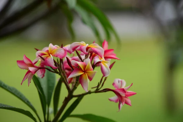 Flowers Blooming Breeding Season Has Green Foliage Background Pink Yellow — Stock Photo, Image