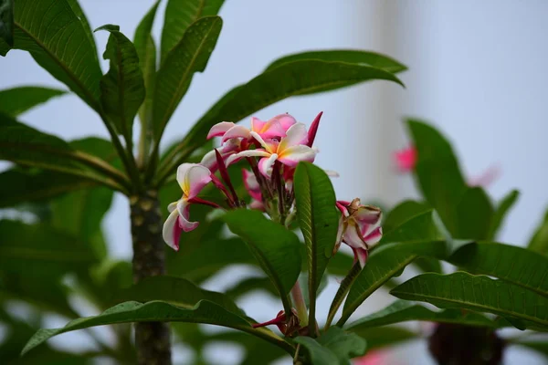 Colorful flowers.Group of flower.group of yellow white and pink flowers (Frangipani, Plumeria) Pink,White and yellow frangipani flowers with leaves in background. Plumeria flower blooming .