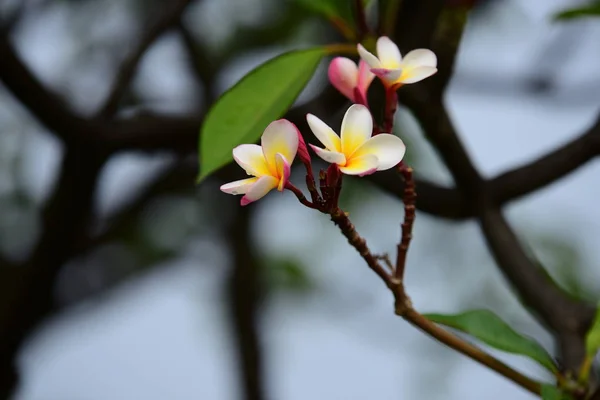 Les Fleurs Fleurissent Dans Saison Reproduction Fond Feuillage Vert Plumeria — Photo