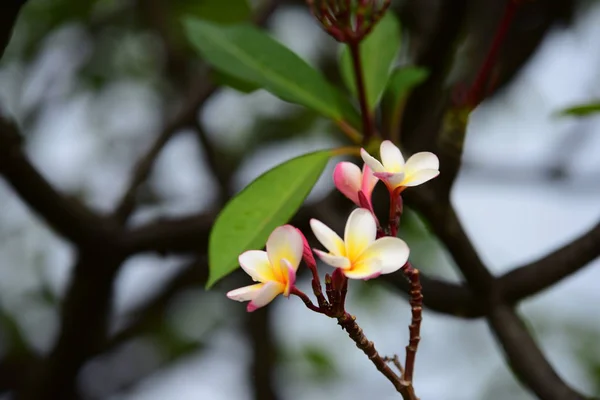 花正在绽放在繁殖季节有一个绿色的叶子背景 粉红色和黄色的普卢梅利亚 五颜六色的花朵 — 图库照片