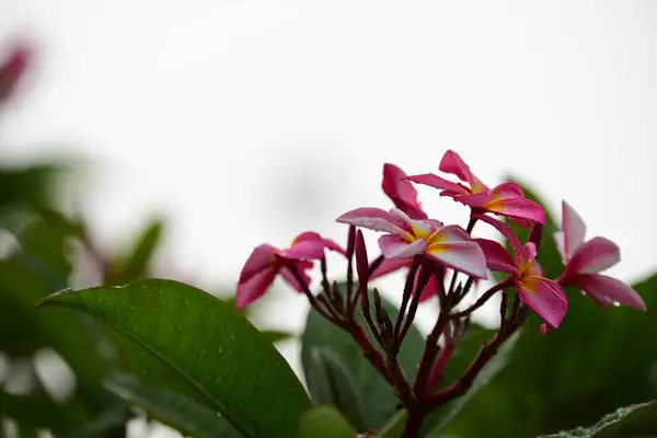 Blommorna Blommar Avel Säsong Har Ett Grönt Bladverk Bakgrund Rosa — Stockfoto