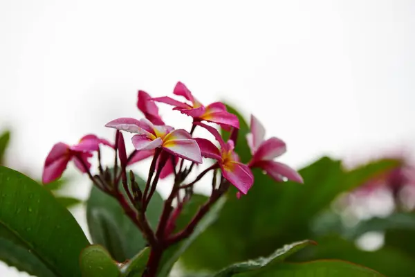 Kleurrijke Bloemen Tuin Plumeria Bloem Bloeien Prachtige Bloemen Tuin Blooming — Stockfoto