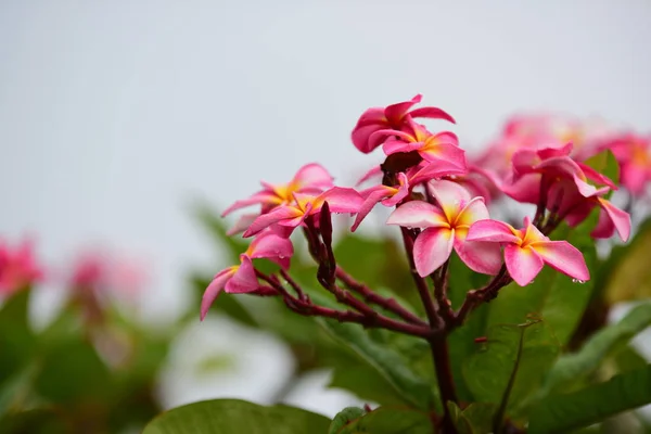 五颜六色的花朵 一组花 黄白色和粉红色的花朵组 粉红色 白色和黄色的花叶在背景 鸡蛋花开花 — 图库照片