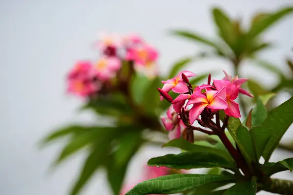 Барвисті Квіти Група Flower Group Рожеві Квіти Frangipani Живці Квітів — стокове фото