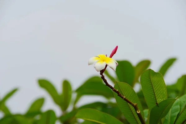 Kolorowe Kwiaty Grupa Flower Group Żółte Kwiaty Białe Różowe Frangipani — Zdjęcie stockowe