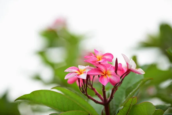 Las Flores Están Floreciendo Temporada Reproducción Tiene Fondo Follaje Verde —  Fotos de Stock