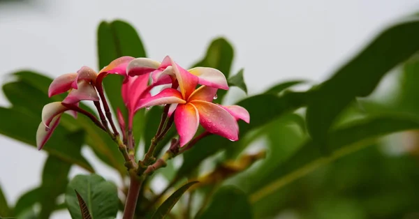 Kleurrijke Bloemen Tuin Plumeria Bloem Bloeien Prachtige Bloemen Tuin Blooming — Stockfoto