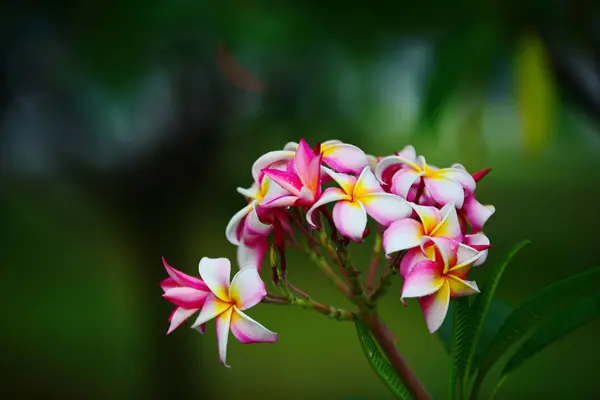 五颜六色的花朵 一组粉红色的花 弗兰吉帕尼 普卢梅利亚 粉红色 白色和黄色的弗兰基帕尼花 背景有叶子 梅花盛开 — 图库照片