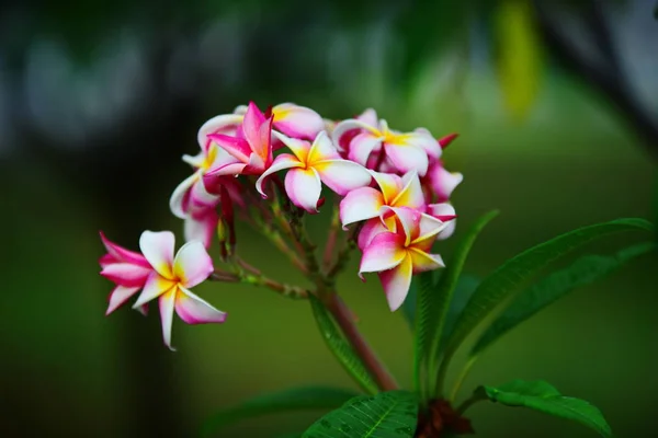 Kolorowe Kwiaty Grupa Flower Group Różowe Kwiaty Frangipani Plumeria Różowy — Zdjęcie stockowe