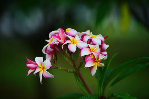 Kleurrijke Bloemen Groep Van Flower Group Van Roze Bloemen Frangipani — Stockfoto