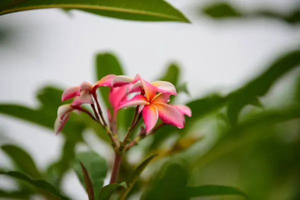 Las Flores Están Floreciendo Temporada Reproducción Tiene Fondo Follaje Verde —  Fotos de Stock