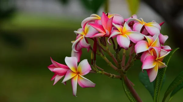 Floraison Colorée Groupe Fleurs Groupe Fleurs Roses Frangipani Plumeria Fleurs — Photo
