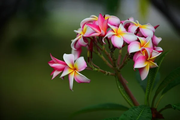 Flores Colores Jardín Flor Plumería Hermosas Flores Jardín Floreciendo Verano — Foto de Stock