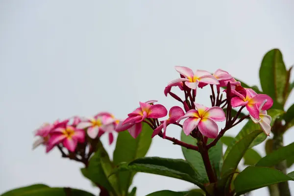 Kleurrijke Bloemen Tuin Plumeria Bloem Bloeien Prachtige Bloemen Tuin Blooming — Stockfoto