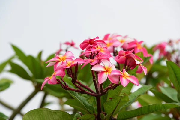 花园里五颜六色的花朵 鸡蛋花开花 美丽的花朵在花园里盛开的夏天 — 图库照片