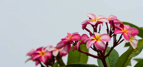 Kleurrijke Bloemen Groep Van Flower Group Van Gele Witte Roze — Stockfoto
