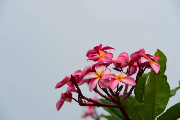 Färgglada Blommor Grupp Flower Group Gul Vita Och Rosa Blommor — Stockfoto