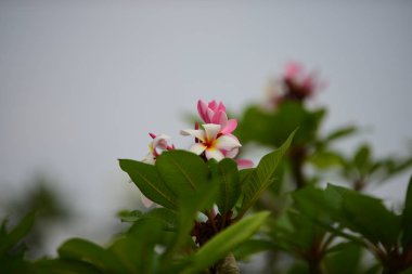 Renkli çiçek. Grup flower.group (Frangipani, Plumeria) sarı beyaz ve pembe çiçek pembe, beyaz ve sarı arka planda yaprakları ile frangipani çiçekler. Plumeria çiçek çiçeklenme .