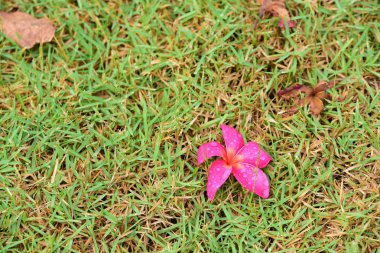 Bahçede renkli çiçek. Plumeria çiçek çiçeklenme. Güzel bahçe Blooming yaz aylarında çiçeklenir