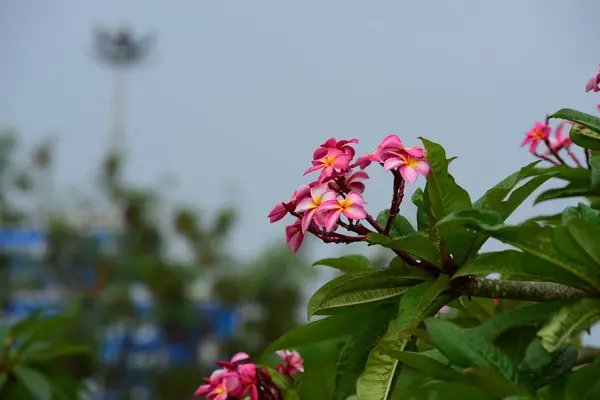 Kleurrijke Bloemen Groep Van Flower Group Van Gele Witte Roze — Stockfoto