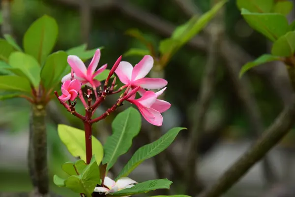 五颜六色的花朵 一组花 黄白色和粉红色的花朵组 粉红色 白色和黄色的花叶在背景 鸡蛋花开花 — 图库照片