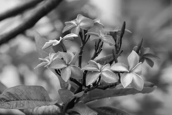 화려한 꽃입니다 노란색 분홍색 Frangipani Plumeria Flower Group의 노란색 백그라운드에서 — 스톡 사진